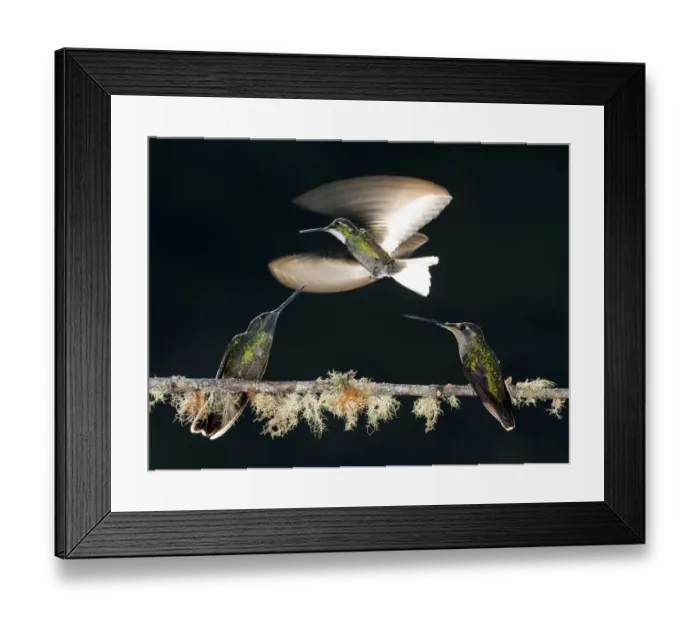 Framed Print : White-throated Mountain Gem (Lampornis castaneoventris), Green-crowned Brilliant Framed Print : White-throated Mountain Gem (Lampornis castaneoventris), Green-crowned Brilliant
