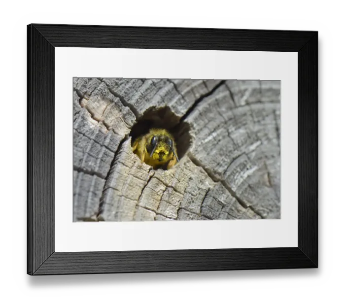 Framed Print : Red mason bee (Osmia rufa) female emerging from her nest hole in a drilled log within Framed Print : Red mason bee (Osmia rufa) female emerging from her nest hole in a drilled log within
