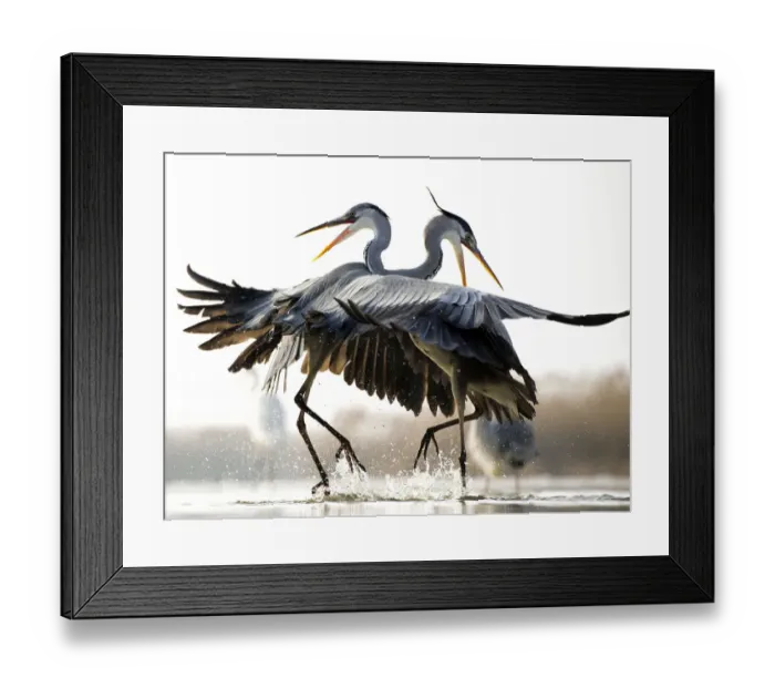 Framed Print : Grey herons (Ardea cinerea) two fighting, Lake Csaj, Kiskunsagi National Park, Pusztaszer, Hungary Framed Print : Grey herons (Ardea cinerea) two fighting, Lake Csaj, Kiskunsagi National Park, Pusztaszer, Hungary