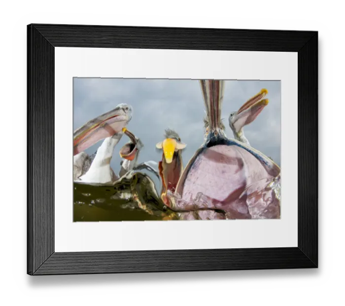 Framed Print : Dalmatian pelicans (Pelecanus crispus) low angle perspective of open bills whilst feeding Framed Print : Dalmatian pelicans (Pelecanus crispus) low angle perspective of open bills whilst feeding