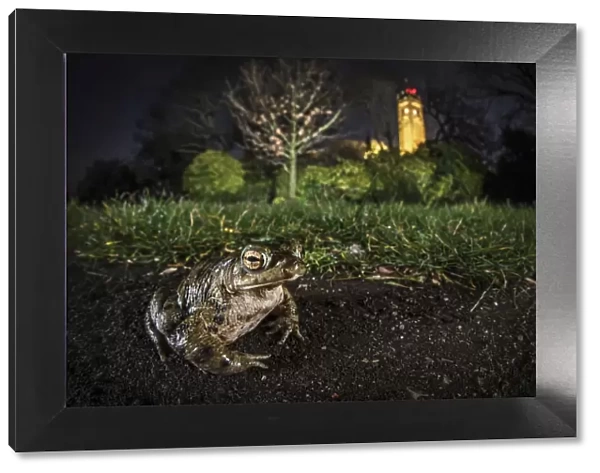Common toad (Bufo bufo) on Brandon Hill with Cabot Tower in the background, Bristol, UK