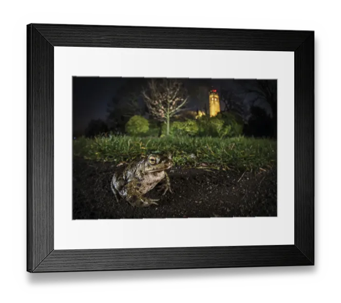 Framed Print : Common toad (Bufo bufo) on Brandon Hill with Cabot Tower in the background, Bristol, UK Framed Print : Common toad (Bufo bufo) on Brandon Hill with Cabot Tower in the background, Bristol, UK