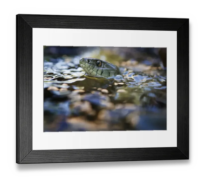 Framed Print : Grass snake (Natrix natrix) swimming in river, Olo, Alvao, Portugal, June Framed Print : Grass snake (Natrix natrix) swimming in river, Olo, Alvao, Portugal, June