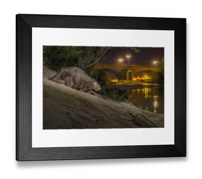 Framed Print : European beaver (Castor fiber) at river bank in urban environment at night, Grenoble