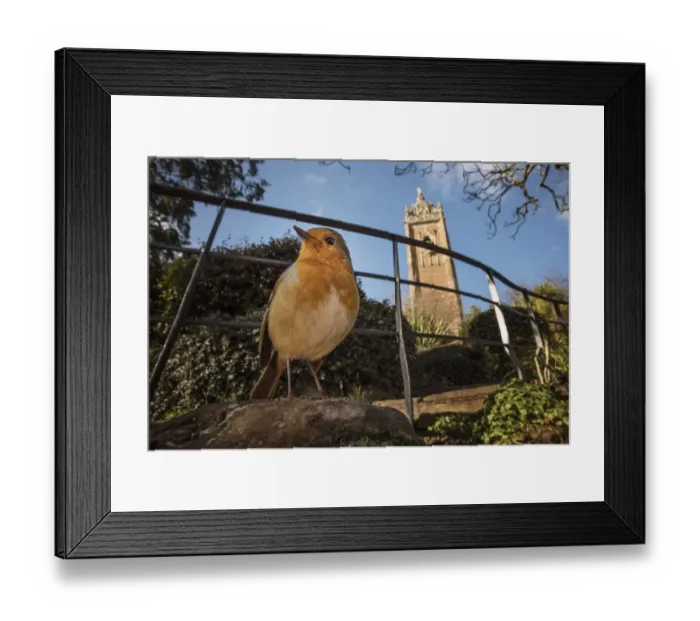 Framed Print : European robin (Erithacus rubecula) low angle view near church, Bristol, UK. January Framed Print : European robin (Erithacus rubecula) low angle view near church, Bristol, UK. January