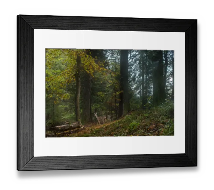 Framed Print : Roe deer (Capreolus capreolus) female in woodland, Jura mountains, Switzerland, October Framed Print : Roe deer (Capreolus capreolus) female in woodland, Jura mountains, Switzerland, October