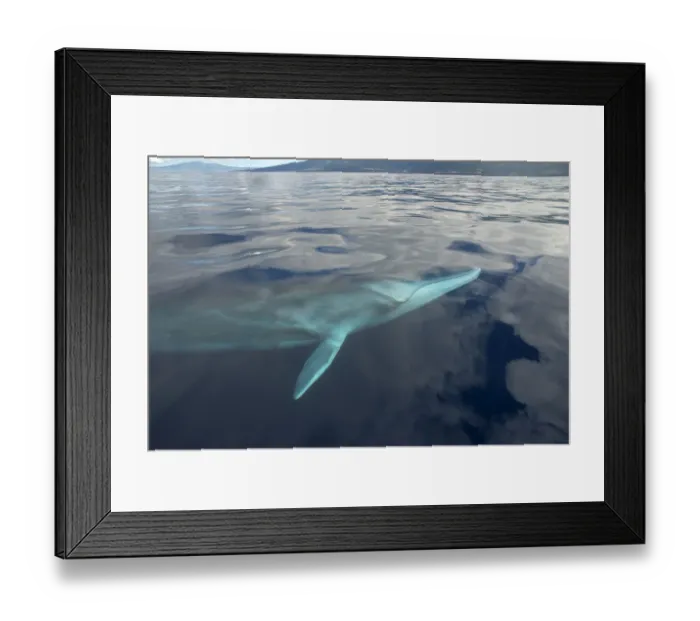 Framed Print : Fin whale (Balaenoptera physalus) near surface, Pico Island in background, Azores, Portugal Framed Print : Fin whale (Balaenoptera physalus) near surface, Pico Island in background, Azores, Portugal
