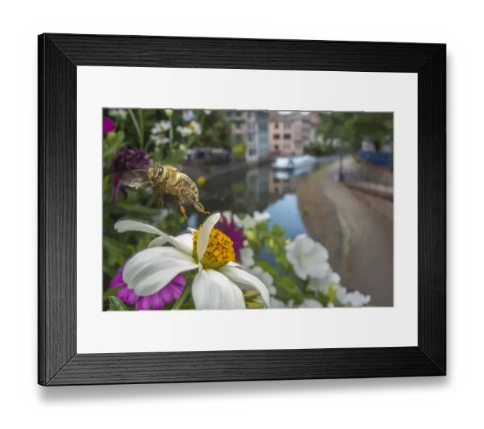 Framed Print : Honeybee (Apis mellifera) taking off from flower with canal in the background, Strasbourg, France Framed Print : Honeybee (Apis mellifera) taking off from flower with canal in the background, Strasbourg, France