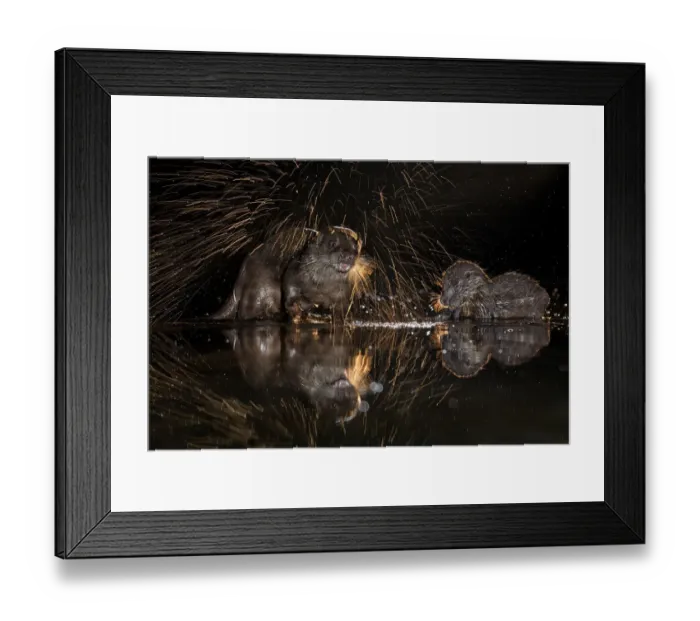 Framed Print : European otter (Lutra lutra) shaking off water, Kiskunsagi National Park, Hungary, January