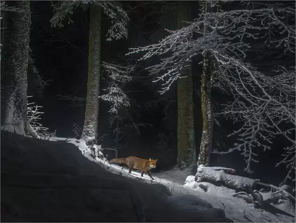 Red fox (Vulpes vulpes) at night in snow, camera trap image, Jura Mountains, Switzerland, August