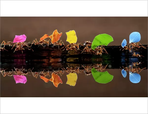 Leaf cutter ants (Atta sp) carrying colourful plant matter, reflected in water, Laguna del Lagarto