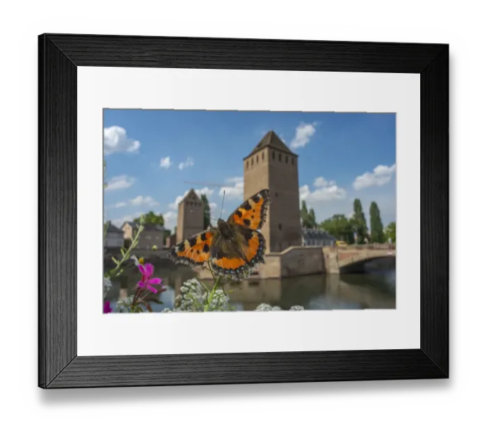 Framed Print : Tortoisehell butterfly (Aglais urticae) with Ponts Couverts in distance, Strasbourg, France Framed Print : Tortoisehell butterfly (Aglais urticae) with Ponts Couverts in distance, Strasbourg, France