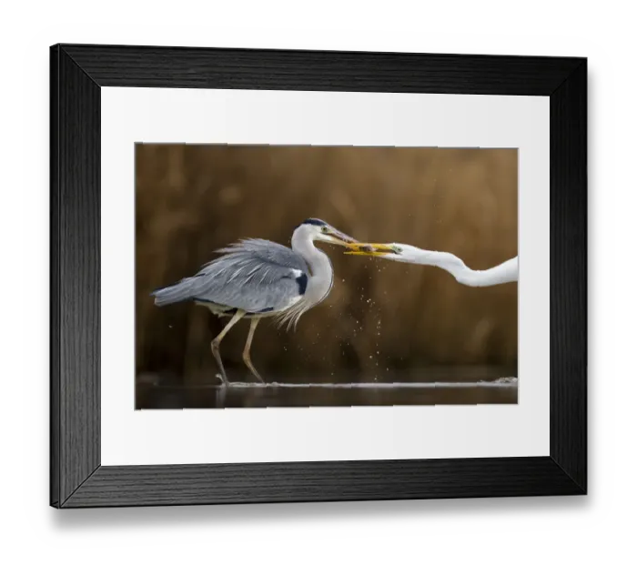 Framed Print : Great egret (Ardea alba) and Grey heron (Ardea cinerea) squabbling, Lake Csaj, Kiskunsagi Framed Print : Great egret (Ardea alba) and Grey heron (Ardea cinerea) squabbling, Lake Csaj, Kiskunsagi
