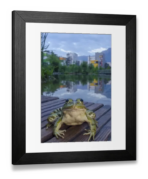 Framed Print : European edible frog (Rana esculenta) in urban park, next to pond with buildings in distance
