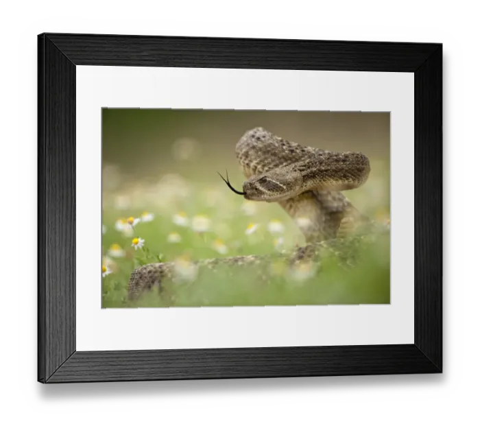 Framed Print : Western diamond-backed rattlesnake (Crotalus atrox) Texas, USA, April Framed Print : Western diamond-backed rattlesnake (Crotalus atrox) Texas, USA, April