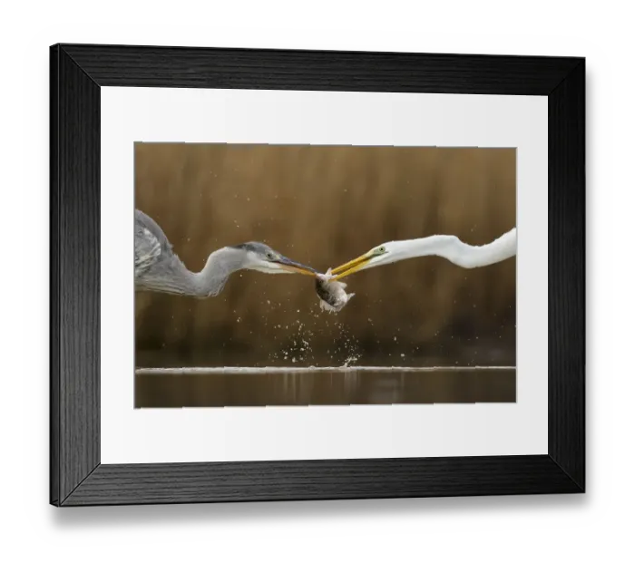 Framed Print : Great egret (Ardea alba) fighting over fish with Grey heron (Ardea cinerea) Lake Csaj Framed Print : Great egret (Ardea alba) fighting over fish with Grey heron (Ardea cinerea) Lake Csaj