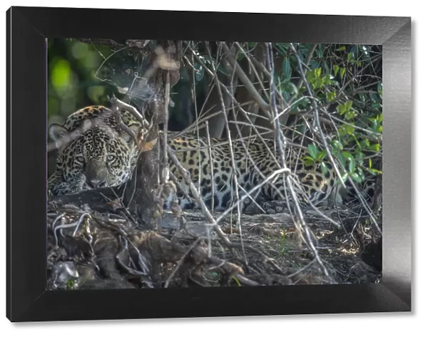 Jaguar (Panthera onca) resting, Pantanal, Brazil