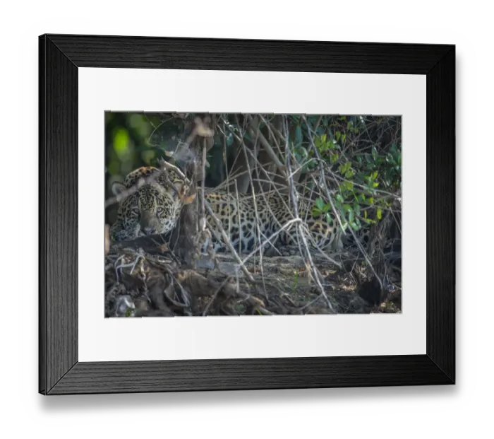Framed Print : Jaguar (Panthera onca) resting, Pantanal, Brazil Framed Print : Jaguar (Panthera onca) resting, Pantanal, Brazil