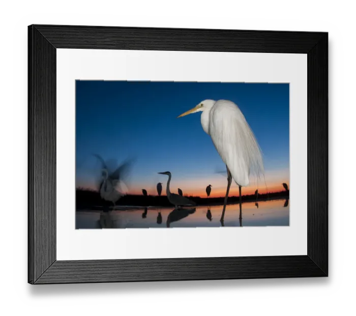Framed Print : Great egret (Ardea alba) at twilight, Lake Csaj, Kiskunsagi National Park, Hungary. July Framed Print : Great egret (Ardea alba) at twilight, Lake Csaj, Kiskunsagi National Park, Hungary. July
