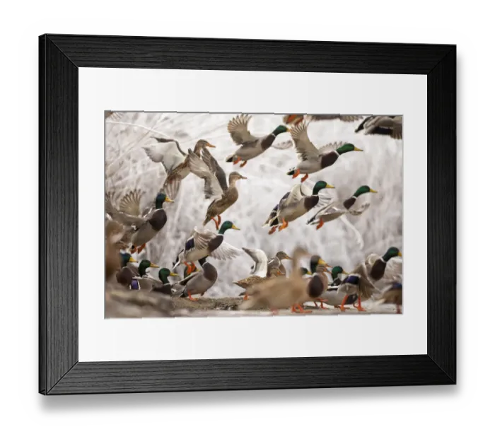 Framed Print : Flock of Mallard ducks (Anas platyrhynchos) taking off, Lake Csaj, Kiskunsagi National Park Framed Print : Flock of Mallard ducks (Anas platyrhynchos) taking off, Lake Csaj, Kiskunsagi National Park