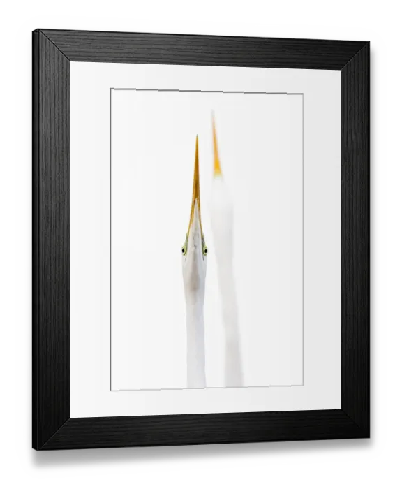 Framed Print : Great egrets (Ardea alba) sky pointing, sizing each other up before fighting, Lake Csaj Framed Print : Great egrets (Ardea alba) sky pointing, sizing each other up before fighting, Lake Csaj