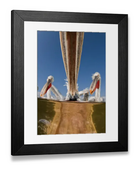 Framed Print : Dalmatian pelicans (Pelecanus crispus) low angle perspective of open bills whilst feeding