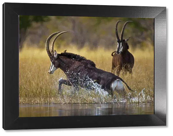Sable antelope (Hippotragus niger) bull charging through the shallows of the Selinda Spillway