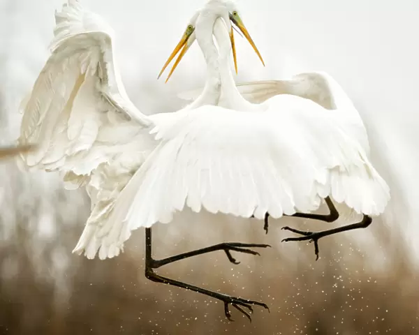 Great egret (Ardea alba) two fighting in flight, Lake Csaj, Kiskunsagi National Park