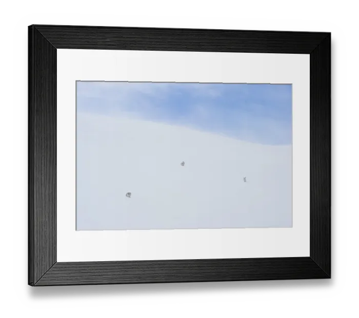Framed Print : Mountain hare (Lepus timidus) three adults on a snow slope high in the Cairngorm Mountains Framed Print : Mountain hare (Lepus timidus) three adults on a snow slope high in the Cairngorm Mountains