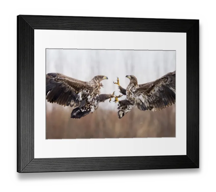 Framed Print : White tailed eagles (Haliaeetus albicilla) two juveniles fighting in flight, Lake Csaj Framed Print : White tailed eagles (Haliaeetus albicilla) two juveniles fighting in flight, Lake Csaj