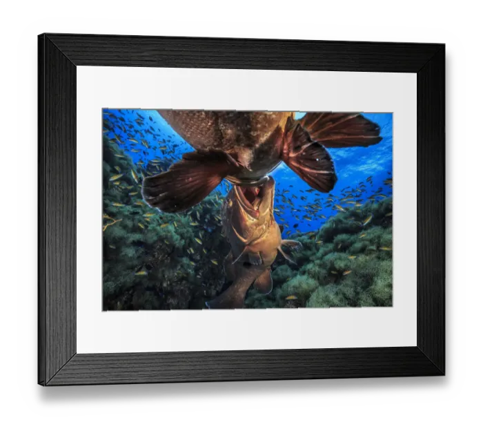 Framed Print : Two male Dusky groupers (Epinephelus marginatus) fighting for territory during mating Framed Print : Two male Dusky groupers (Epinephelus marginatus) fighting for territory during mating