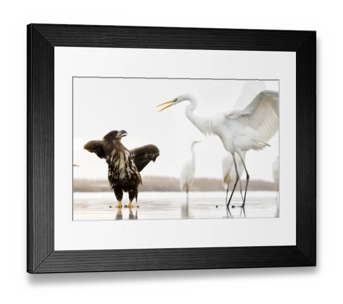 Framed Print : White tailed sea eagle (Haliaeetus albicilla) interacting with Great egret (Ardea alba) Lake Csaj