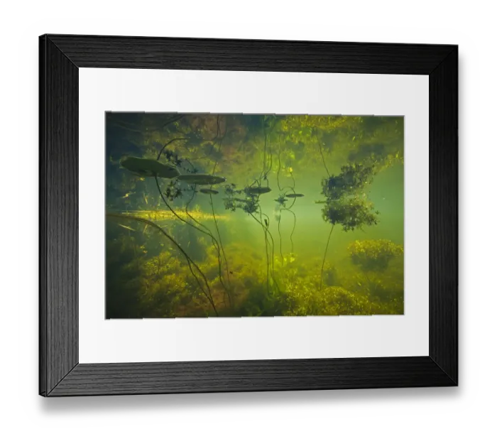 Framed Print : Water filled ditch with shadow of a tree on water with Fringed waterlily (Nymphoides