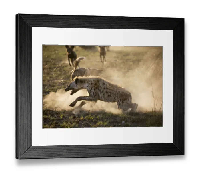 Framed Print : African hunting dogs (Lycaon pictus) pack mobbing a Spotted hyena (Crocuta crocuta) Framed Print : African hunting dogs (Lycaon pictus) pack mobbing a Spotted hyena (Crocuta crocuta)