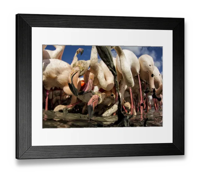 Framed Print : Great flamingo (Phoenicopterus roseus) feeding in sludge at bottom of river, Pont De Gau Park Framed Print : Great flamingo (Phoenicopterus roseus) feeding in sludge at bottom of river, Pont De Gau Park