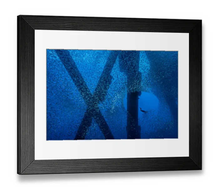 Framed Print : Brandts cormorant (Phalacrocorax penicillatus) hunts for a meal in a school Framed Print : Brandts cormorant (Phalacrocorax penicillatus) hunts for a meal in a school