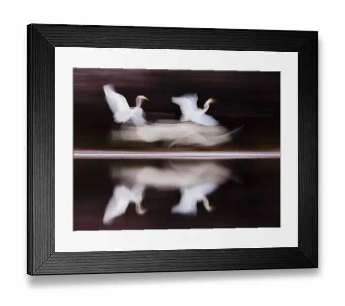 Framed Print : Great White Egret (Ardea alba) flying above lake blurred motion photograph, Kiskunsagi Framed Print : Great White Egret (Ardea alba) flying above lake blurred motion photograph, Kiskunsagi