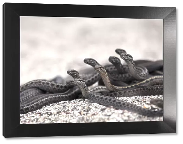 Galapagos racer snakes (Pseudalsophis biserialis) group alert watching for prey on beach