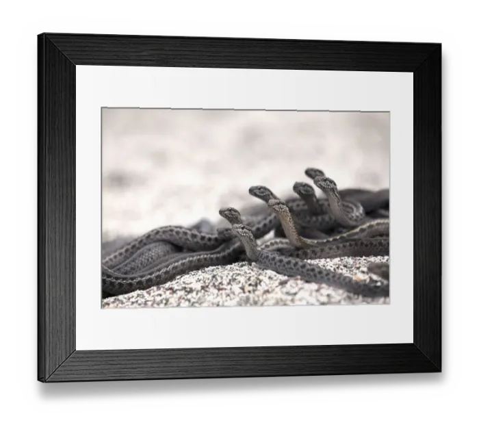 Framed Print : Galapagos racer snakes (Pseudalsophis biserialis) group alert watching for prey on beach Framed Print : Galapagos racer snakes (Pseudalsophis biserialis) group alert watching for prey on beach