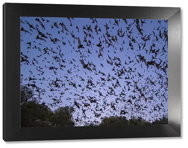 Mexican free-tailed bats, (Tadarida brasiliensis), leaving Bracken Cave, Texas