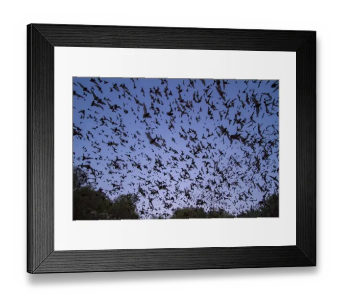 Framed Print : Mexican free-tailed bats, (Tadarida brasiliensis), leaving Bracken Cave, Texas Framed Print : Mexican free-tailed bats, (Tadarida brasiliensis), leaving Bracken Cave, Texas
