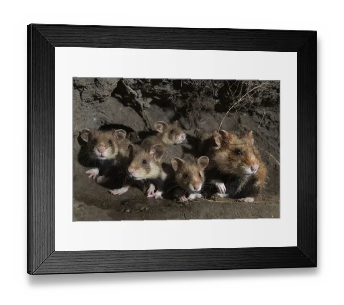 Framed Print : European hamster (Cricetus cricetus) female and juveniles in burrow, captive Framed Print : European hamster (Cricetus cricetus) female and juveniles in burrow, captive