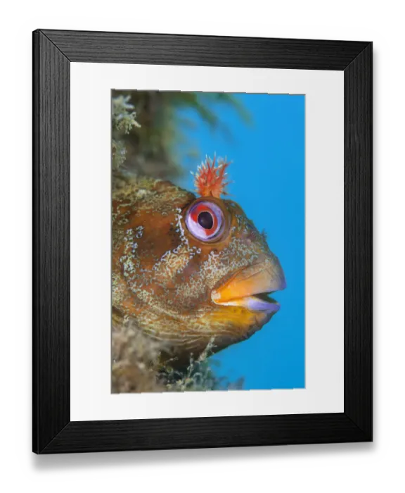 Framed Print : Tompot blenny (Parablennius gattorugine) male peers out of its den, in leg of Swanage Pier Framed Print : Tompot blenny (Parablennius gattorugine) male peers out of its den, in leg of Swanage Pier