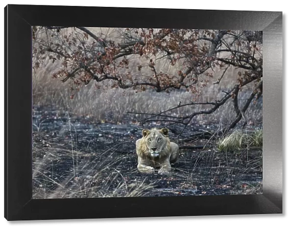 West Africa lion (Panthera leo) subadult male resting on burnt ground, Pendjari National Park