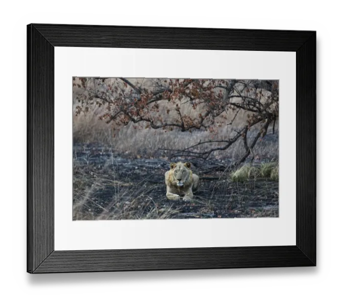 Framed Print : West Africa lion (Panthera leo) subadult male resting on burnt ground, Pendjari National Park Framed Print : West Africa lion (Panthera leo) subadult male resting on burnt ground, Pendjari National Park