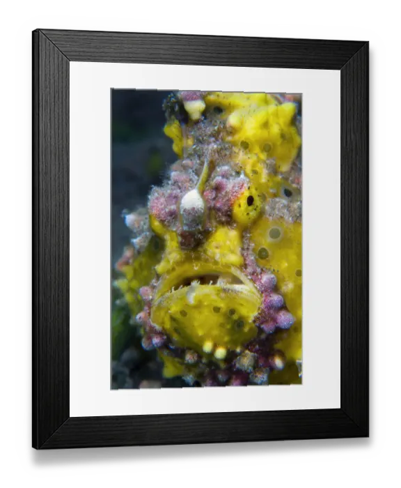 Framed Print : Yellow warty frogfish (Antennarius maculatus) Seraya, Tulamben area, Bali, Indonesia Framed Print : Yellow warty frogfish (Antennarius maculatus) Seraya, Tulamben area, Bali, Indonesia