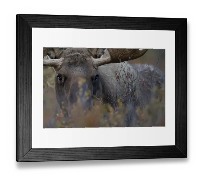 Framed Print : Moose (Alces americanus) close-up grazing, Denali National Park, Alaska, USA, September Framed Print : Moose (Alces americanus) close-up grazing, Denali National Park, Alaska, USA, September