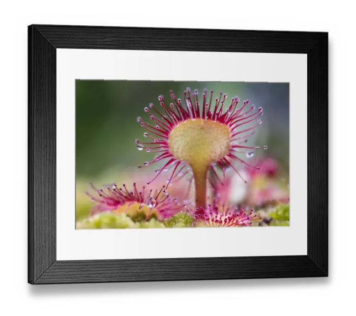 Framed Print : Round-leaved sundew (Drosera rotundifolia) showing sticky droplets on the end of Framed Print : Round-leaved sundew (Drosera rotundifolia) showing sticky droplets on the end of