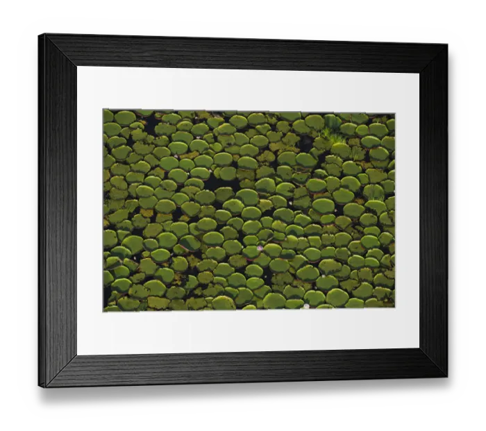 Framed Print : Aerial view of Giant water lily (Victoria amazonica) leaves in river, i Rurununi savanna Framed Print : Aerial view of Giant water lily (Victoria amazonica) leaves in river, i Rurununi savanna