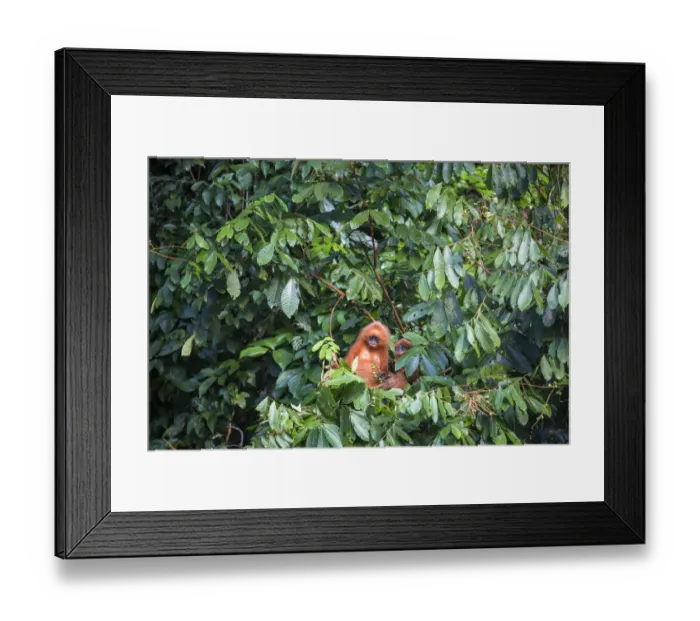 Framed Print : Maroon / Red leaf monkey / Langur (Presbytis rubicunda) eating fruits in tree, Danum Framed Print : Maroon / Red leaf monkey / Langur (Presbytis rubicunda) eating fruits in tree, Danum